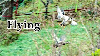 Flying Grey Ducks x Mallard in Early Winter #4k #birds #newzealandnature #newzealand