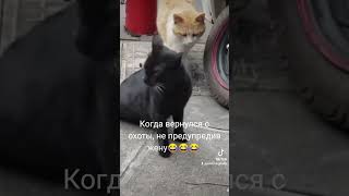 Словил блудницу на горяченьком😆😆😆 #catshorts #funny #котики #прикол