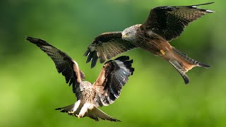 The Art of Photographing Birds of Prey in Wales