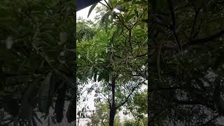 #nature #clouds #rain #chennai #tamilnadu #monsoon #tree #trees #drops #slowmotion #omr