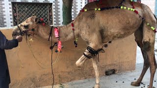 Angry Camel Qurbani | Eid ul Azha | camel qurbani 2022 | Professional Qasai ?