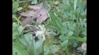 A Bee in Clover