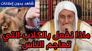 ماذا نفعل بالكلاب التي تهاجم الناس؟ شاهد الرد الصادم للشيخ مصطفى العدوي