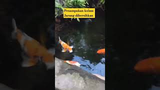 JARANG DI BERSIHKAN #KOLAM #KOLAMKOI #KOLAMNATURAL #KOLAMTEBING #kolam