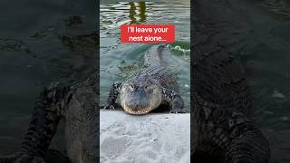 Alligator Uses Wedding Altar For Nest!!!😱🐊💒#shorts #alligator