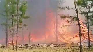 Лесной пожар в Надымском районе