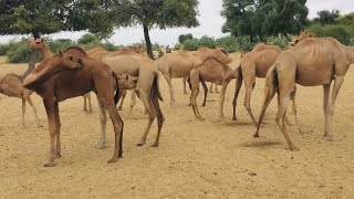 The camels are afflicted with scabies