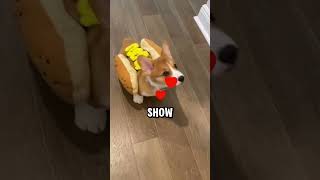 This Corgi Almost Died! 😰