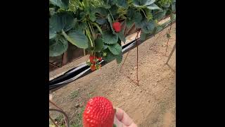 Mira  !!! como se cultivan fresas en viveros en Constanza.