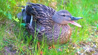 Traumatized Witness of the Fox Encounter,  Mrs. Mallard Duck Hen [4K]