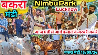 आज मंडी में आये कमाल के बरबरी बकरे 😱💯 Nimbu park bakra mandi |Bakra Mandi 15/09/24 Live Update