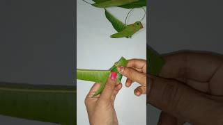 mango leaf parrot#parrot leaf toran making#shorts#ytshorts