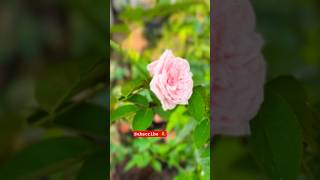 Beautiful flowers 🌺 🌷#rose #garden #beauty #leelagola #india #villagelifestyle #village #backyard