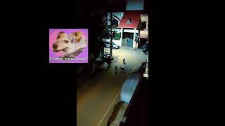 Watchmens of Night on Rounds 2😎Funny compilation #shorts #viral #trending #dog #streetdog  #funny