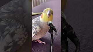 غناء كوكتيل Sultan papağanı Mecnun şarkı söylüyor #cockatiel #song #pets  #trending