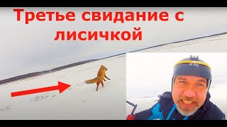 Третье свидание за зиму с настоящей дикой Лисичкой во время кайтсерфинга.