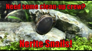 New clean-up crew member: Nerite Snail!