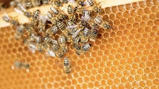 Wise Traditions podcast #198 The buzz on bees & honey