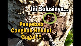 Penyebab cangkok kelulut gagal