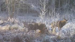 Blacktail Deer Snort Wheeze