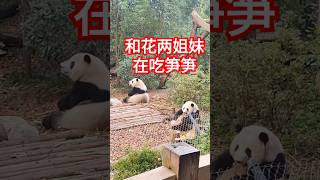 #panda #熊猫花花