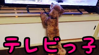 【テレビを見るトイプードル】犬の出演する番組がお気に入り