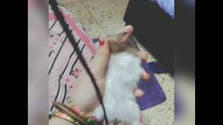 Hamsters in INDIA