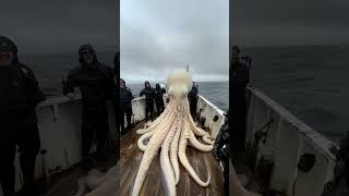 Giant Sea Octopus Caught by Fishermen! 🐙🎣#GiantSeaCreatures #FishingDiscoveries #oceanmysteries