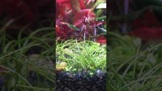 Eleocharis parvula and monte carlo pearling