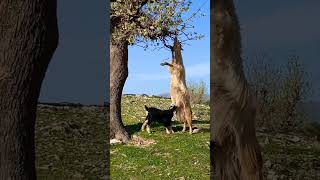 Iran (Persia)_استان لرستان_با حیوانات مهربان باشیم_ #iran #ایران #nature  #persia  #goat  #children