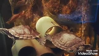 Turtles living with Compressiceps Cichlid male