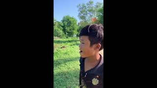 ប្រពន្ធប្រើអោយមកមើលគោ😂😂#subscribe #shortvideo #food