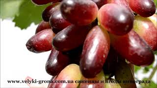 Виноград МАНИКЮР Фингер, Manicure Finger #velyki-grona #grapes