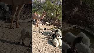 #beautiful #camel #video #viral #