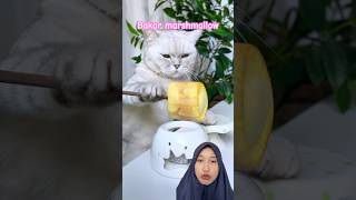 Bakar marshmallow! #cat #pets #cute #funnycats #food #asmr