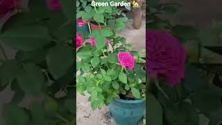 Rose Cutting 🌹#Gulab #Green Garden 🏡