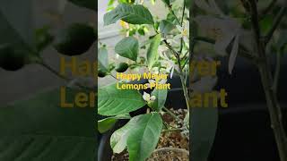 Happy Meyer Lemon plant indoors, Buffalo New York #shorts