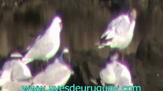 Larus maculipennis - Gaviotas capucha café, acicalándose