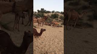 Camels at farm #shorts  #shortvideo #youtubeshorts