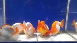 Lovely ranchu