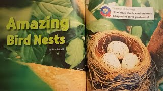 Amazing Bird Nests By Ron Fridell Read Aloud