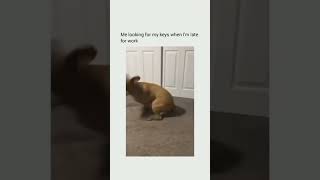 Misplacing Keys & Things #shorts #funny #funnyanimals #viral #memes