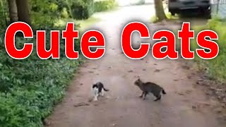 Cute Cats and Dog