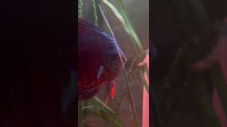 Discus parents attend to their wigglers… #freshwater #fish #discus #wigglers