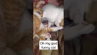 oh my god funny cat brothers