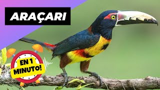 Arasari 🦜 El Pariente Peculiar del Tucán! | 1 Minuto Animal