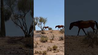 Wild Horses Band Moving #horsevideo #wildlife #mustangs