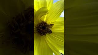 🐝 Bees collecting honey |  Bee Foraging for Pollen and Nectar #bees #nectar #pollen