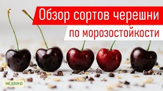 Честный обзор сортов черешни по морозу