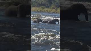 Elephants on top of Victoria falls